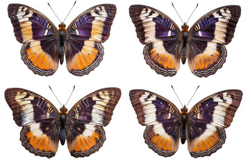 Obraz premium Four Tropical Butterflies With Orange and Purple Wings Resting Together Against Black Backdrop. Perfect for Nature Studies.