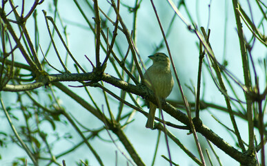 House sparrow in its natural habitat. A small tiny bird hidden among the branches of a bush....