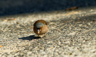 A small tiny bird hopping on a concrete sidewalk looking for some food. A house sparrow on a concrete sidewalk. A small tiny bird. A bird looking for leftover food.