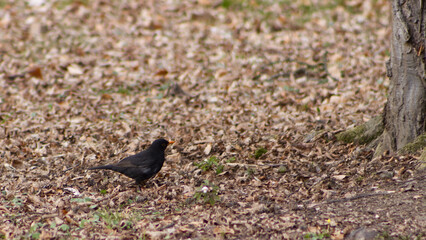 black blackbird in dry leaves under a tree. Black bird with a yellow beak near a tree in dry leaves on the ground.
