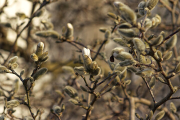 Young hairy buds on a willow branch. Hairy buds also popularly called 
