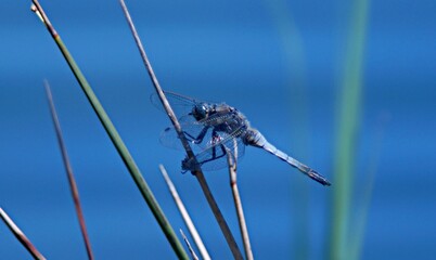 Libellule bleue