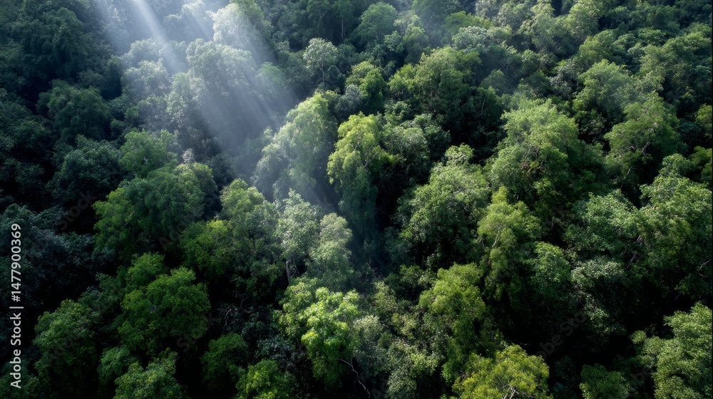 Fototapete aerial perspective captures the lush canopy of a tropical forest with sunlight streaming through the