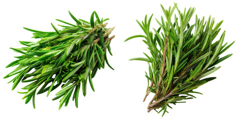 Harvesting fresh rosemary isolated on transparent background 