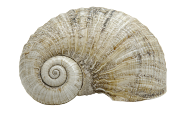 Macro studio shot of a large moon snail shell showing the spiral pattern on a black background creating a minimalist ocean theme