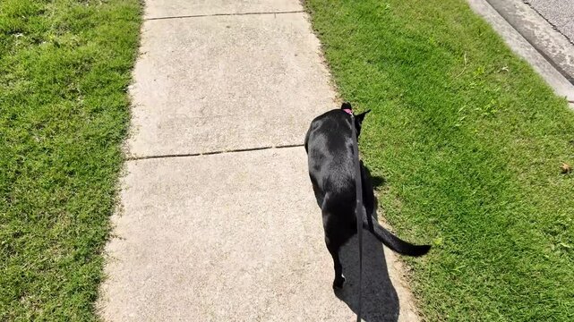 Point of view shot of walking a black dog