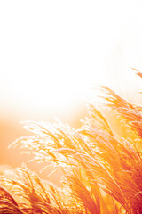 beautiful grass in the winter glow of the sun orange frost morning pretty