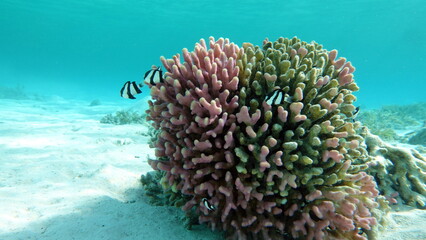 Colorful tropical fish on a coral reef, amazingly beautiful fairy world. In the coral gardens of the Red Sea.