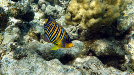 Colorful tropical fish on a coral reef, amazingly beautiful fairy world. In the coral gardens of the Red Sea.