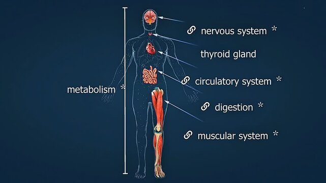 Effects of thyroxin in human body.