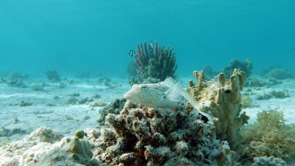 Colorful tropical fish on a coral reef, amazingly beautiful fairy world. In the coral gardens of the Red Sea.