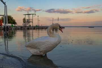 A photo of a white swan standing in the water