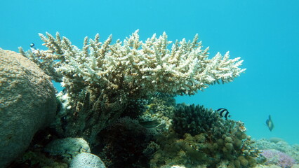 Colorful tropical fish on a coral reef, amazingly beautiful fairy world. In the coral gardens of the Red Sea.