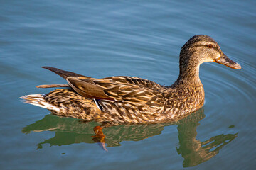 A photo of a duck swimming in a body of water