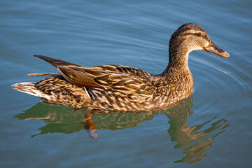 A photo of a duck swimming in a body of water