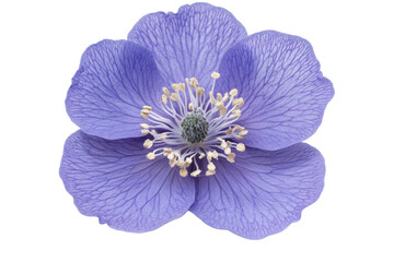 Delicate blue poppy blossom on black background showcasing fine petal veins and center stamen details elegant and vibrant
