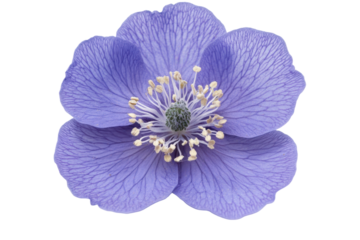 Delicate blue poppy blossom on black background showcasing fine petal veins and center stamen details elegant and vibrant