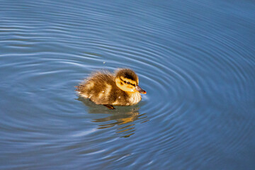 A photo of a duck swimming in a lake with ripple