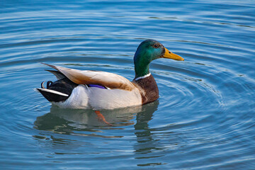 A photo of a duck swimming in a lake with ripple