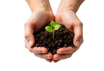 Human Hands Holding Small Green Seedling in Soil - Environmental Growth Concept for Sustainability and Conservation Efforts - Isolated on Transparent Background
