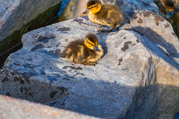 A photo of a mother duck and her two chicks on a rock