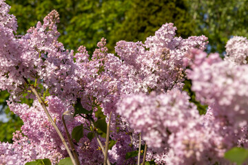 lilac in bloom close up, spring park with blooming pink lilac flowers in the spring