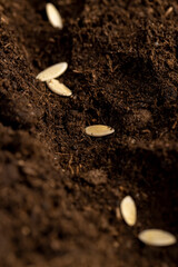 a plot of land mixed with peat in which cucumber seeds are planted closeup