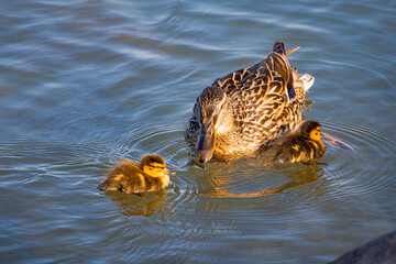 A photo of a mother duck and her ducklings swimming in a lake © Géza