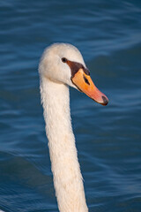A photo of a white swan swimming in a body of water