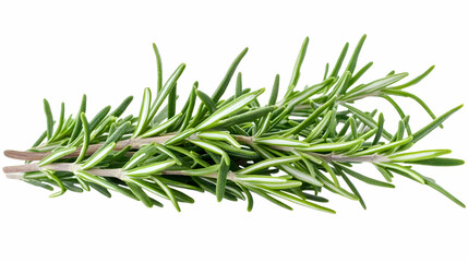 Fototapeta premium Fresh rosemary sprigs. Bright green sprigs, long, thin leaves. Distinct pale-green lines on leaves