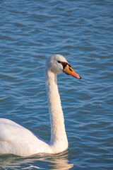 A photo of a white swan swimming in the water
