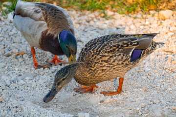 A photo of two ducks are walking on a gravel road