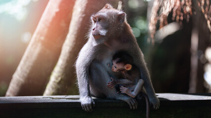 Monkey mother with baby in sacred Ubud monkey forest, Bali	
