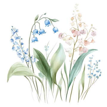 Watercolor floral illustration lily of the valley flower design art on transparent background