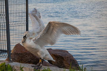A photo of a bird is standing on a rock near the water