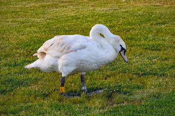 A photo of a white swan standing in a grassy field