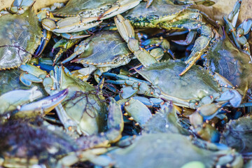 Fresh Blue Claw Crabs
