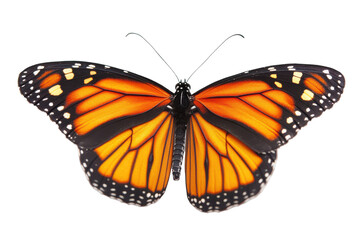 Naklejka premium Monarch butterfly macro with vibrant orange wings and distinctive black and white markings against a dark backdrop, wildlife insect