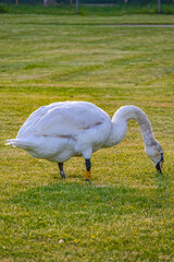 A photo of a white swan eating grass