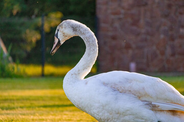 A photo of a white swan standing in the grass