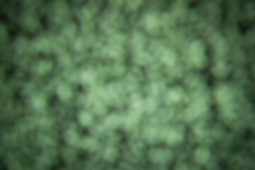 Abstract Blurred Green Background with Soft Focus