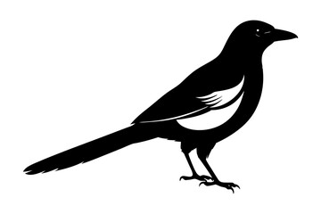 Obraz premium Magpie Silhouette vector