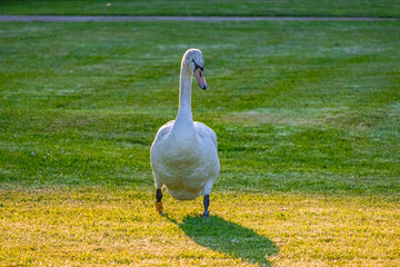 A photo of a white swan walking across a green field