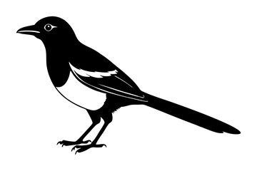 Obraz premium Magpie Silhouette vector