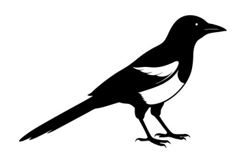 Obraz premium Magpie Silhouette vector