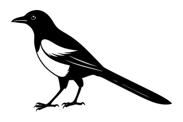 Obraz premium Magpie Silhouette vector
