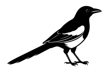 Obraz premium Magpie Silhouette vector