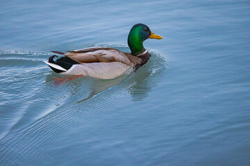 Obraz premium A photo of a duck swimming in a lake