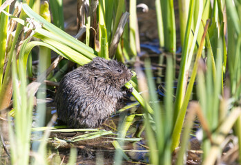 European water vole hiding and eating