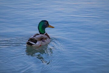 A photo of a duck swimming in a lake with a blue sky